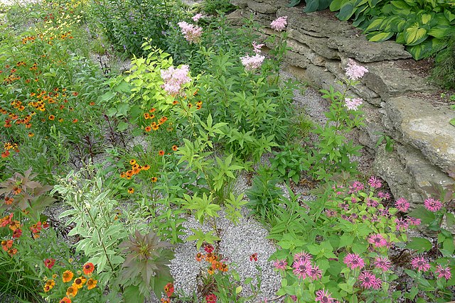 a rain garden with flowering plants